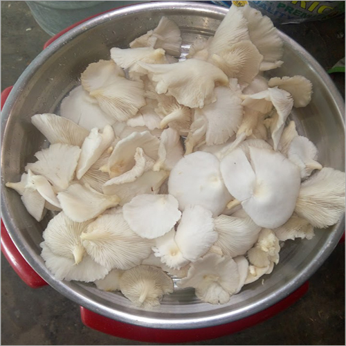 Oyster Mushroom