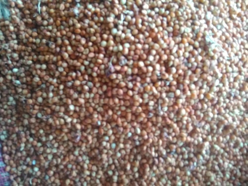 Organic Maize