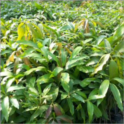 Fresh Grafted Mango Plant