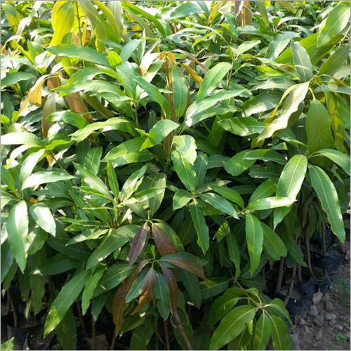 Litchi Plant