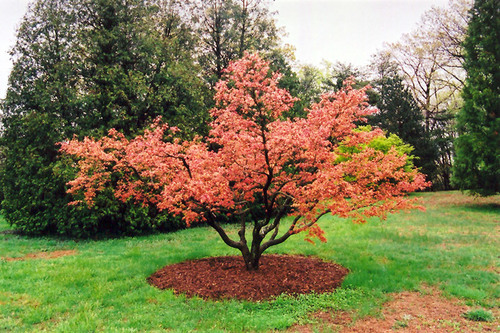Ornamental Trees