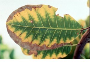 Frateuria aurentia (Potash Mobilizing Bacteria)