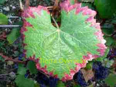 Bacillus megaterium (PSB)