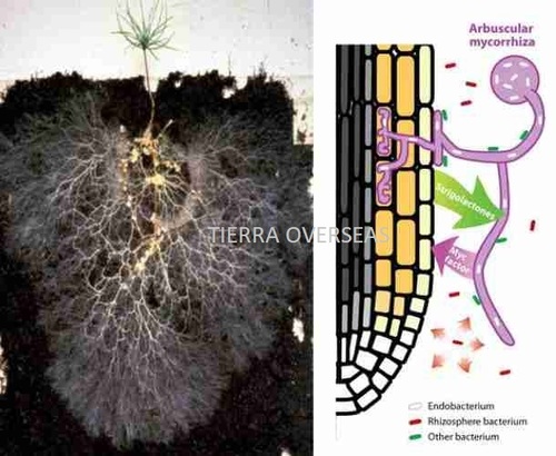 Biofertilizer