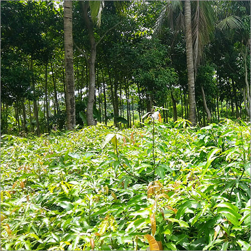 Grafted Himsagar Mango Plant