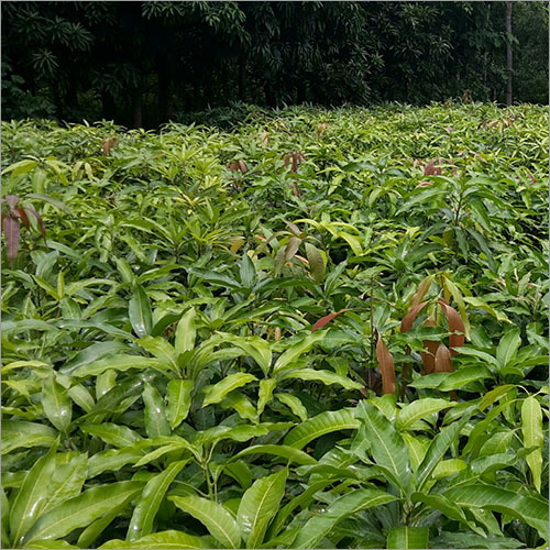 Amrapali Mango Grafted Plant