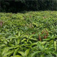 Amrapali Mango Grafted Plant - Green Foliage, Grafted Variety | Flourishing Amrapali Mango Plant For Enriching Garden Aesthetics