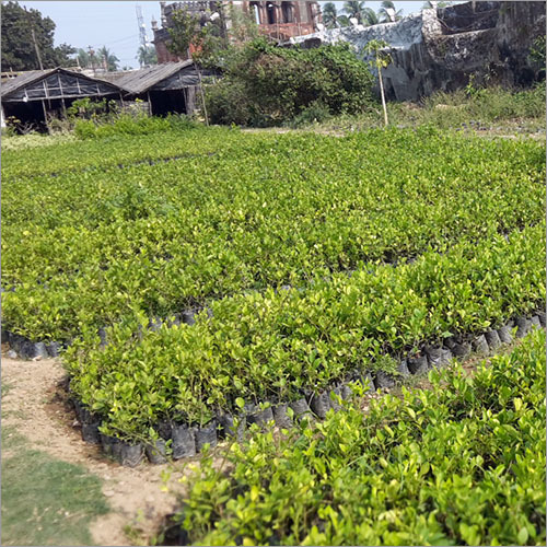 Lemon Tree