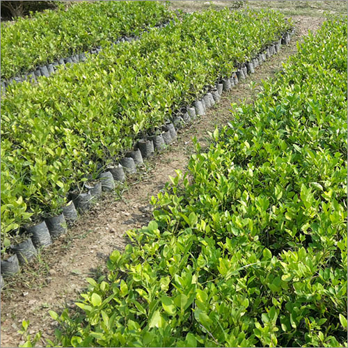 Fresh Lemon Plant - Green Variety | Fresh Lemons with Vibrant Green Leaves, Ideal for Gardens or Indoor Planting