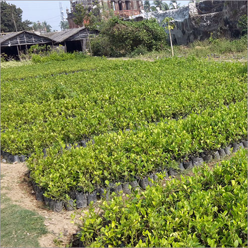 Natural Grafted Lemon Plant