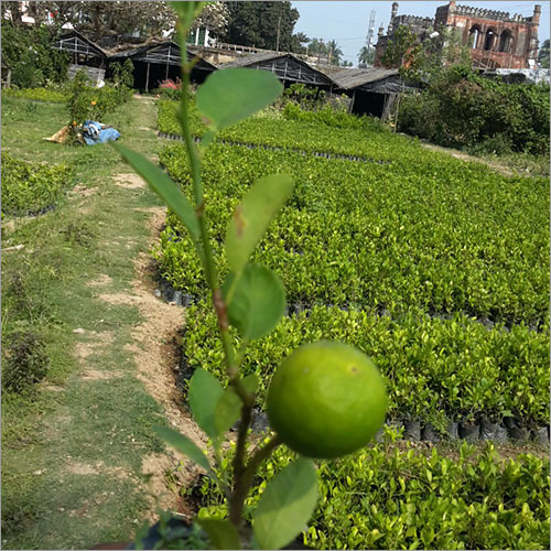 Hybrid Lemon Plant - Green Hybrid Lemon Variety | Unique Type of Plant for Home Gardening Enthusiasts