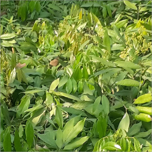 Grafted Fresh Lemon Plant
