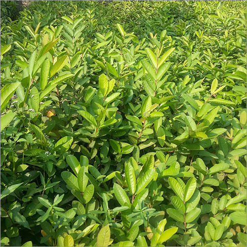 Fresh Grafted Guava Plant
