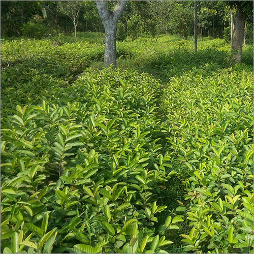 Grafted Natural Guava Fruit Plant