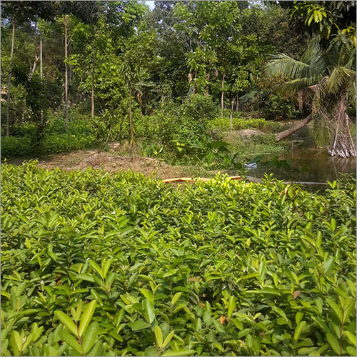 Grafted Hybrid Guava Plant