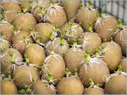Potato Seeds