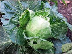Savoy Cabbage