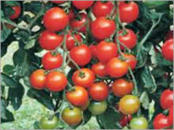 Super sweet Tomato
