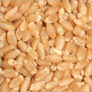 Lokwan Wheat - 30 Kg Package | Organic, Fresh, Pure Quality Assurance Approved