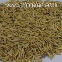 Organic Ranbir Paddy