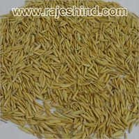 Organic Pusa Paddy