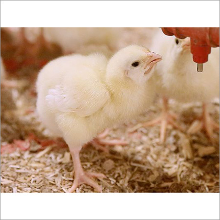 Chick Classic Drinker