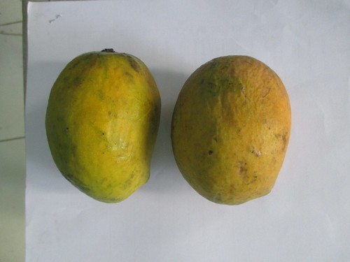 Payari Mango