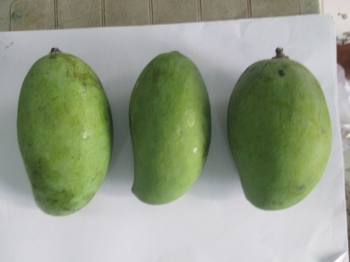 Kachha Mango