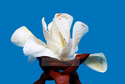 Handmade Decorative Flower