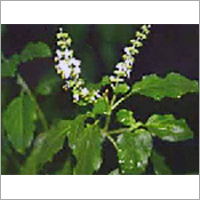Tulsi Basil