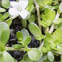 Brahmi Indian Pennywort