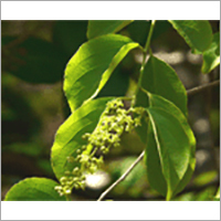 Jyotishmati Malkangani Staff Tree