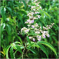 Nirgundi Five Leaved Chaste