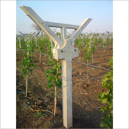 Cement Poles For Grapes Farm