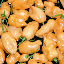 Capsicum Flavour