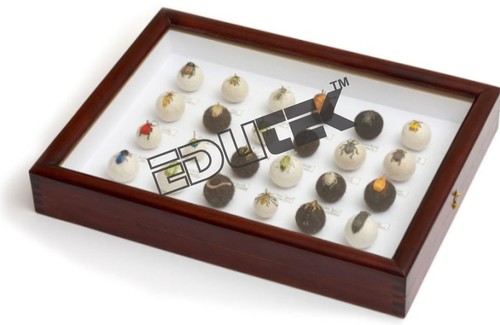 Insect Display Box