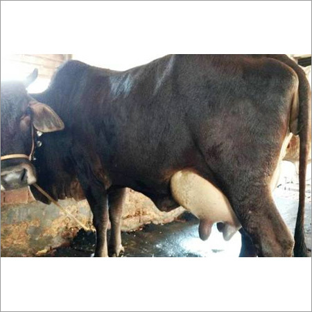 HF Breed Cow - 5500-6500kg Milk Production, 6.5 Liters/Day Yield, Black Color, High Yield, Adaptable, Easy Care, Nutritious Milk