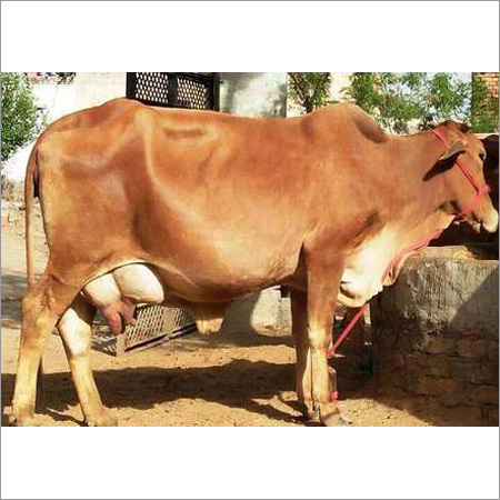 Sahiwal Cow
