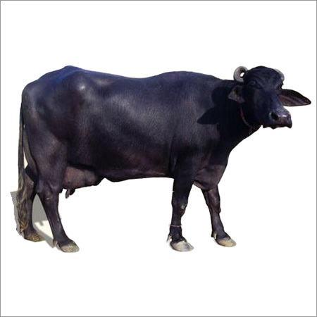 Murrah Buffalo Suppliers in Haryana