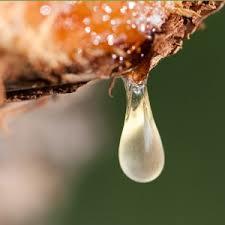 Elemi Oil