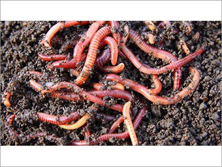 Vermicomposting Fertilizer