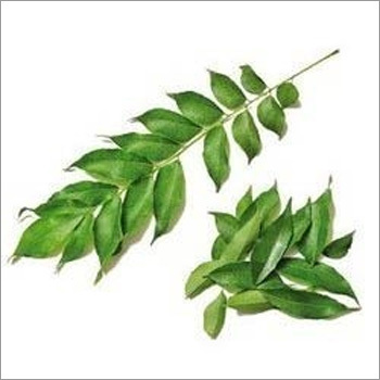 Fresh Curry Leaves