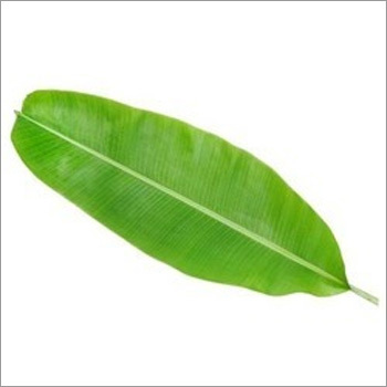 Fresh Banana Leaves
