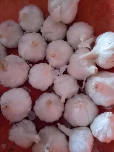 Fresh Garlic