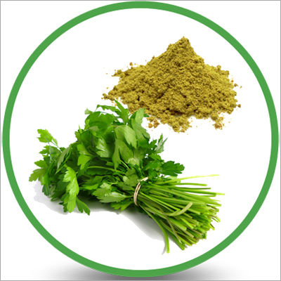 Green Coriander Leaves Powder