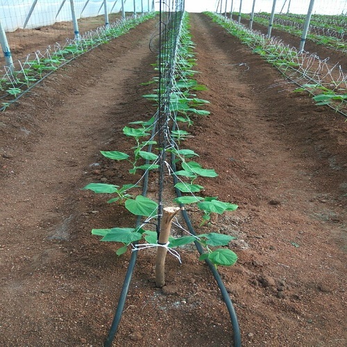 Vegetable Plant Support Net
