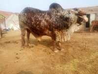 Rathi Bull