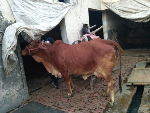 Red Sindhi Cow