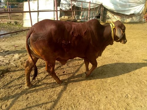 Sahiwal Bull Suppliers Haryana By MAHALAKSHMI DAIRY FARM