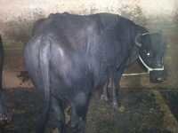 Murrah Buffalos